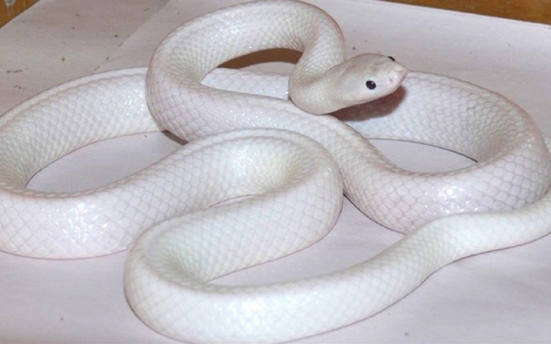 3 con rắn có màu sắc khác biệt